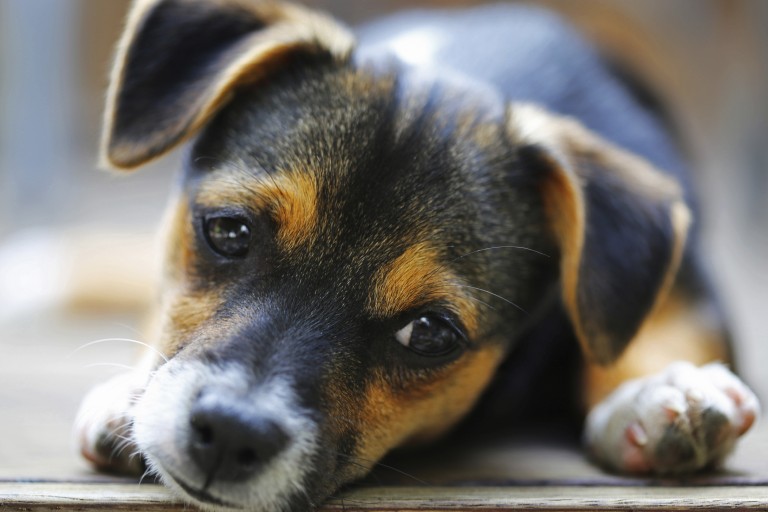 Your Bundle Of Joy Puppy Care 101 Lone Tree Veterinary