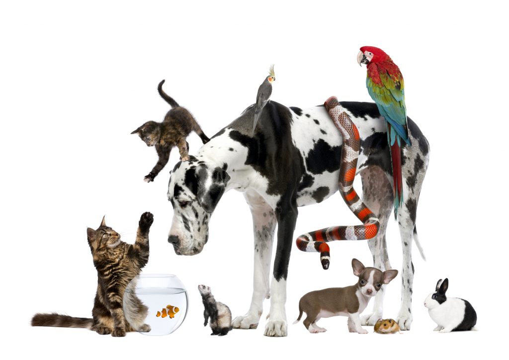 Pets, Pets Everywhere: The World's Most Popular Pets | Lone Tree Veterinary  Medical Center