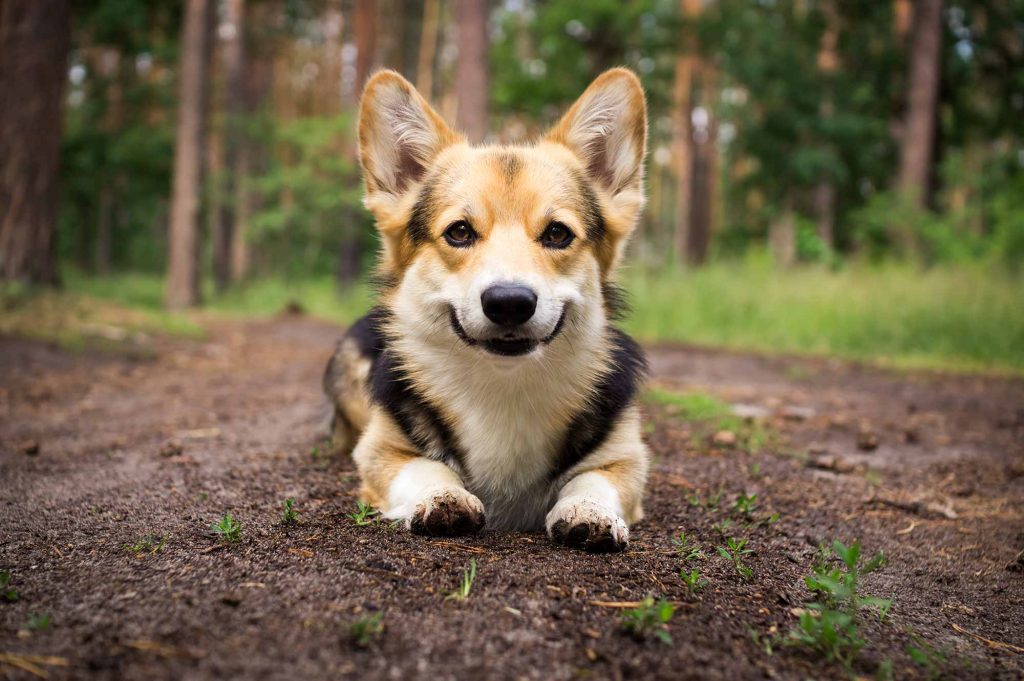 Sit, Ubu, Sit: What Makes a Good Dog 