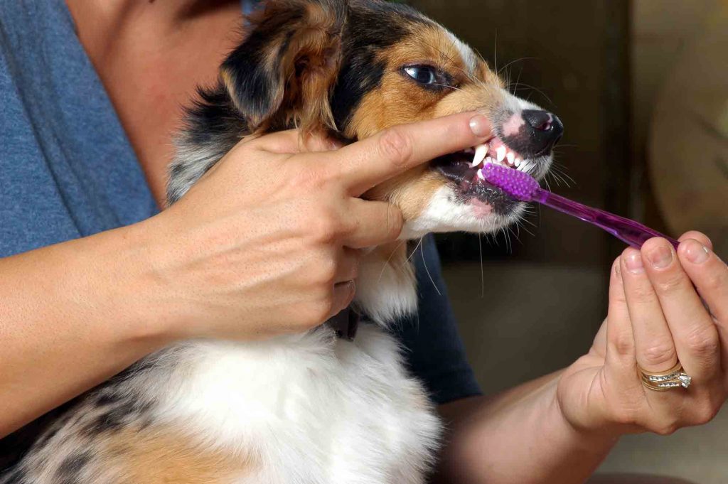 anesthesia free teeth cleaning for dogs colorado