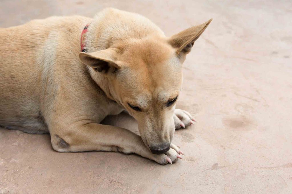 what does dog lice look like