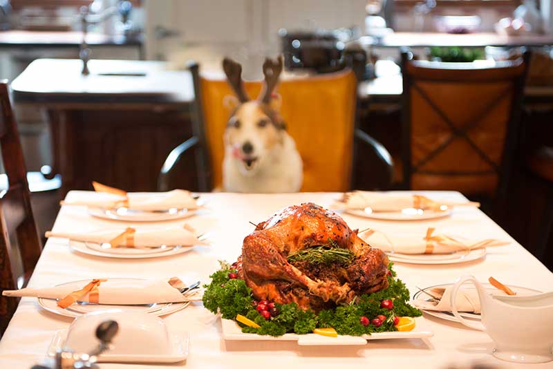 Holiday pet safety considerations should be made for holiday meals and decor