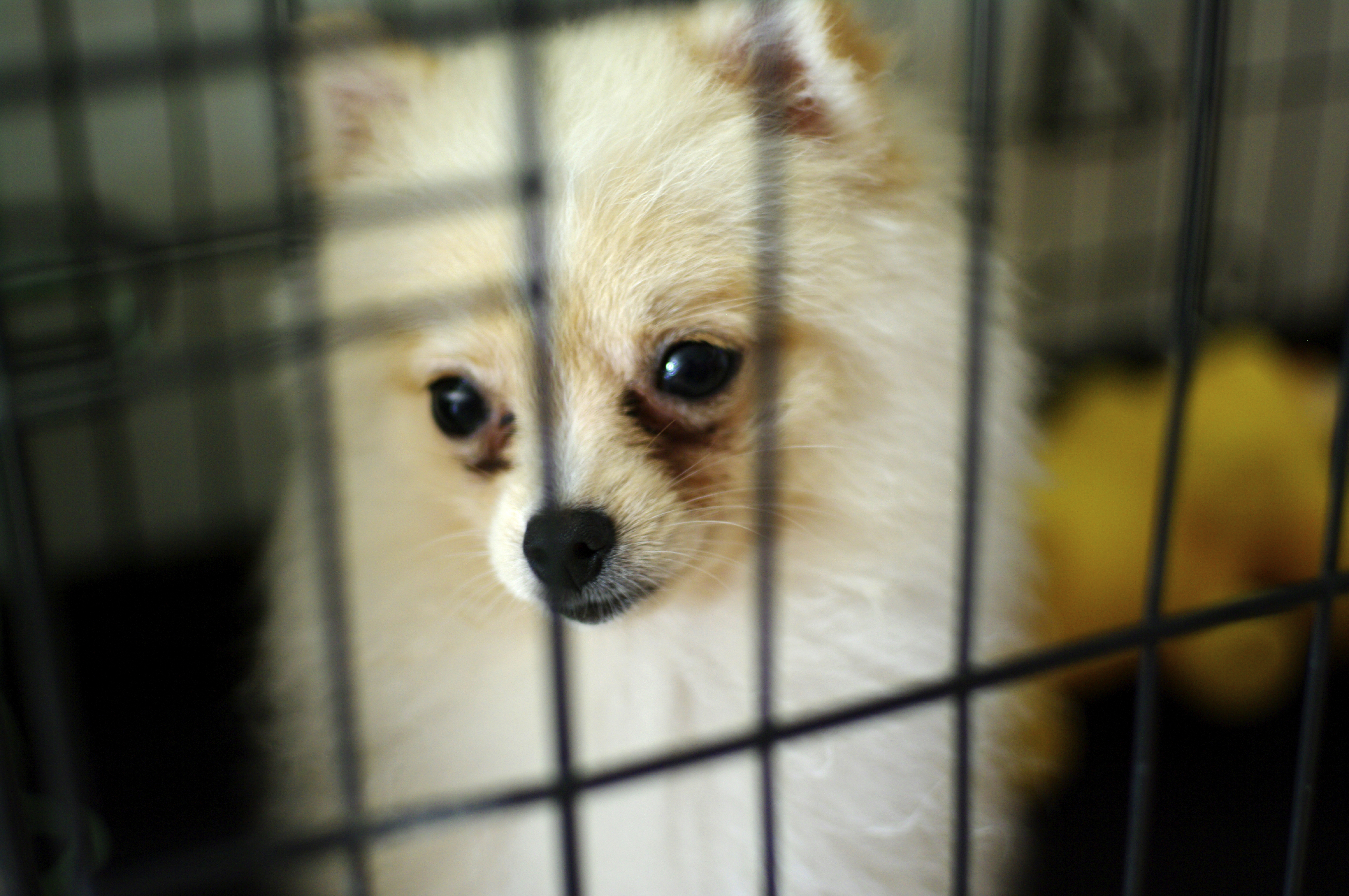 dog in cage shelter