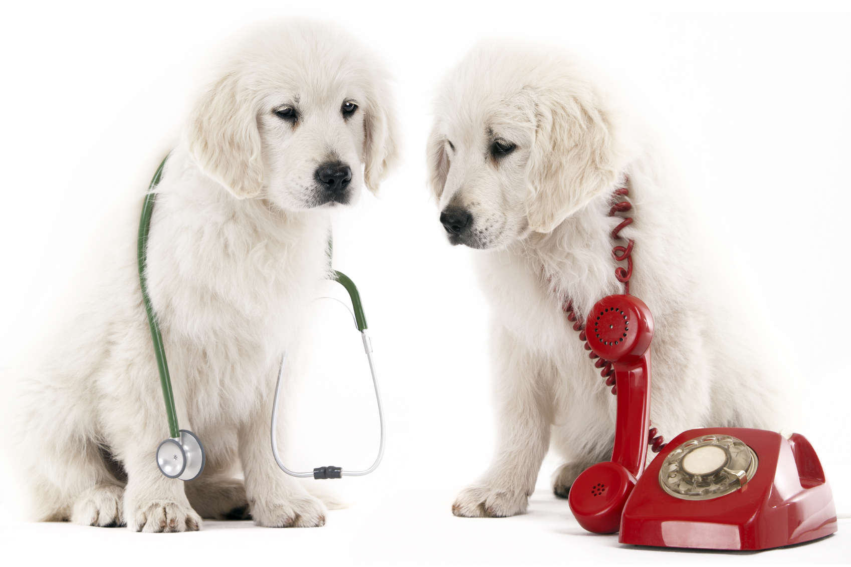 2 golden retriever puppy with a red phone and a stethoscope