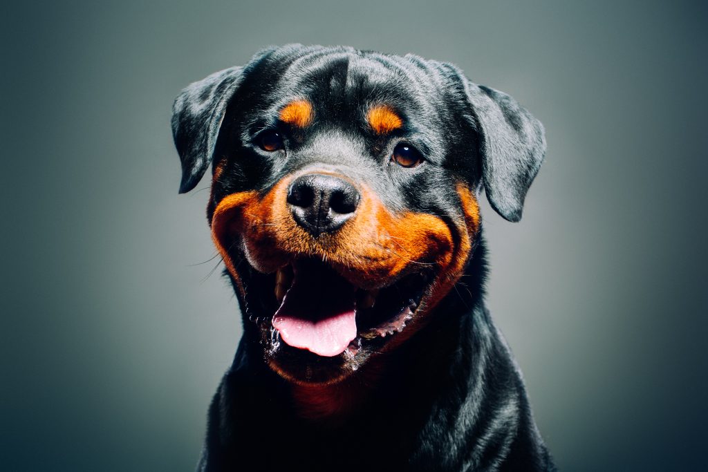 A rottweiler on a grey background