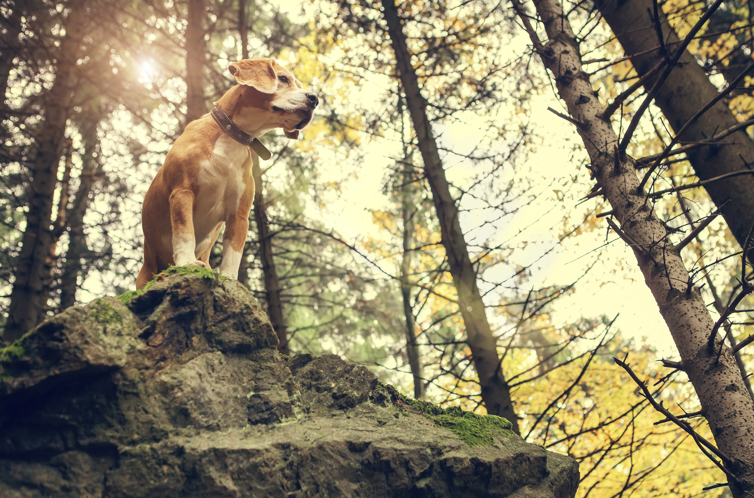 Beagle portrait in autumn forest