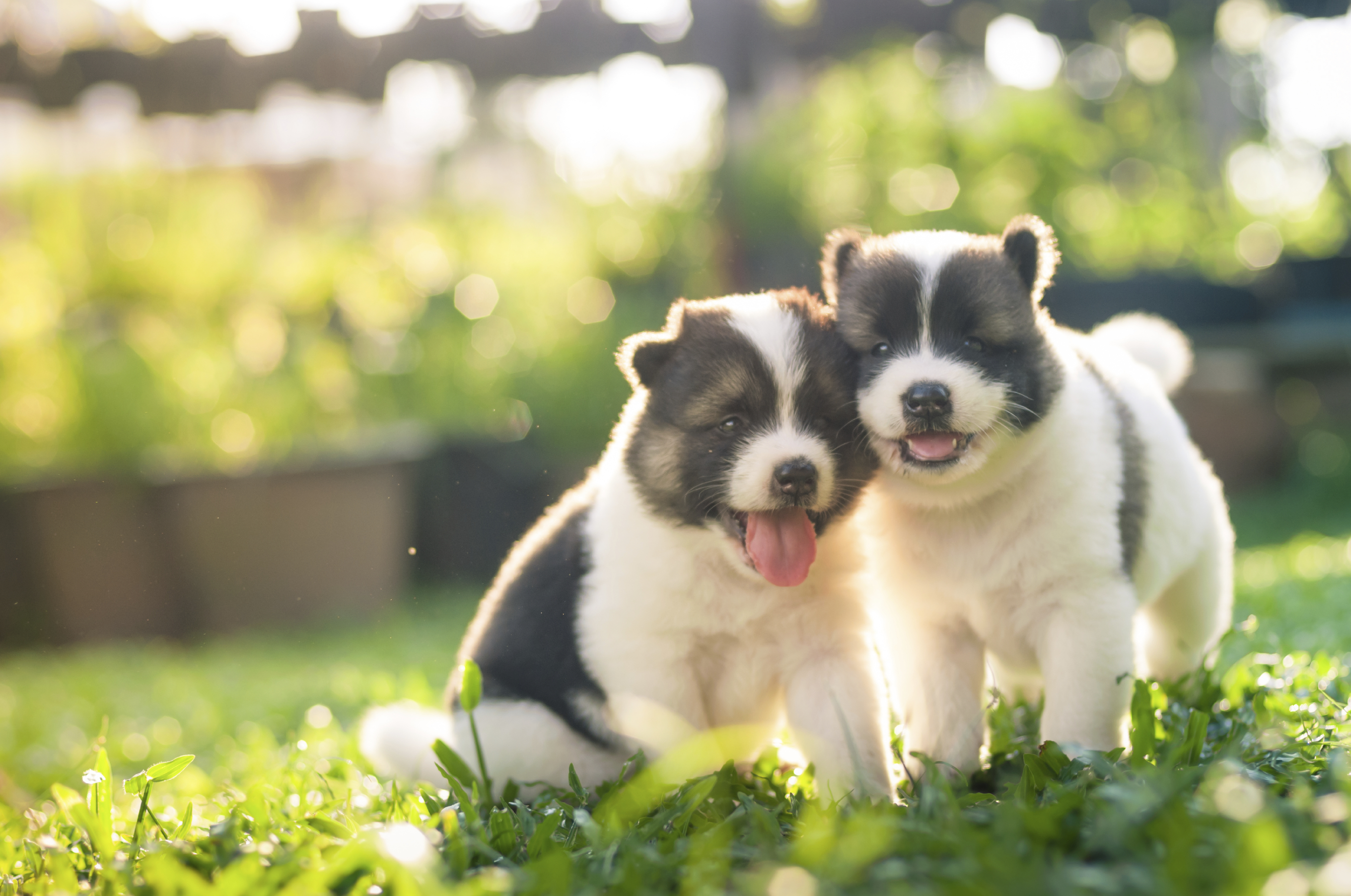 Several puppies in the outdoors