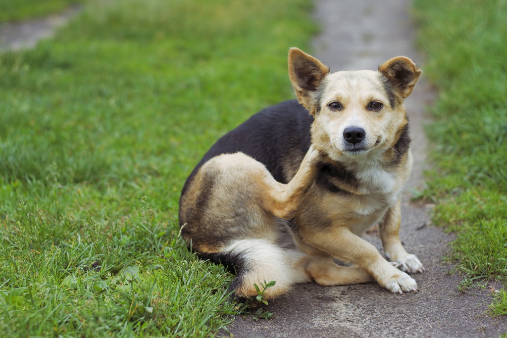 A dog scratching itself outdoors