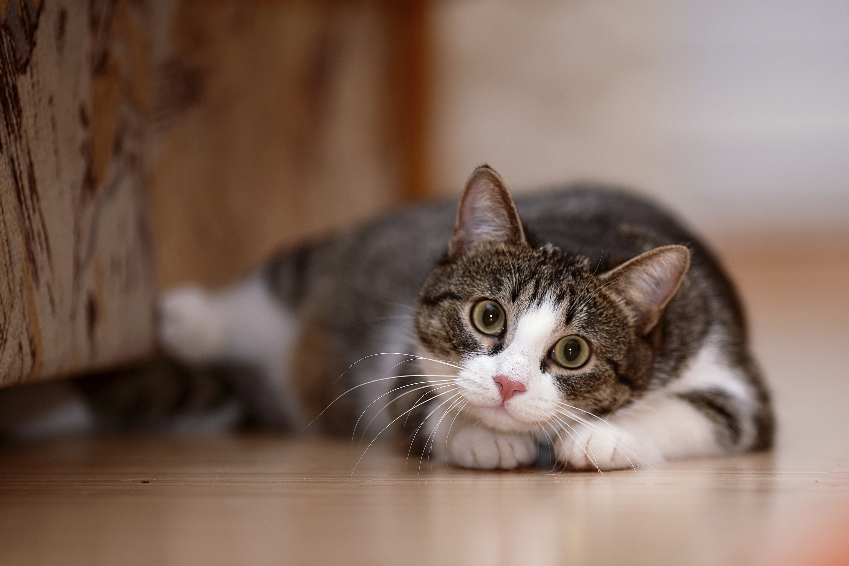 Striped with white a cat. Striped not purebred kitten. Small predator. Small cat.