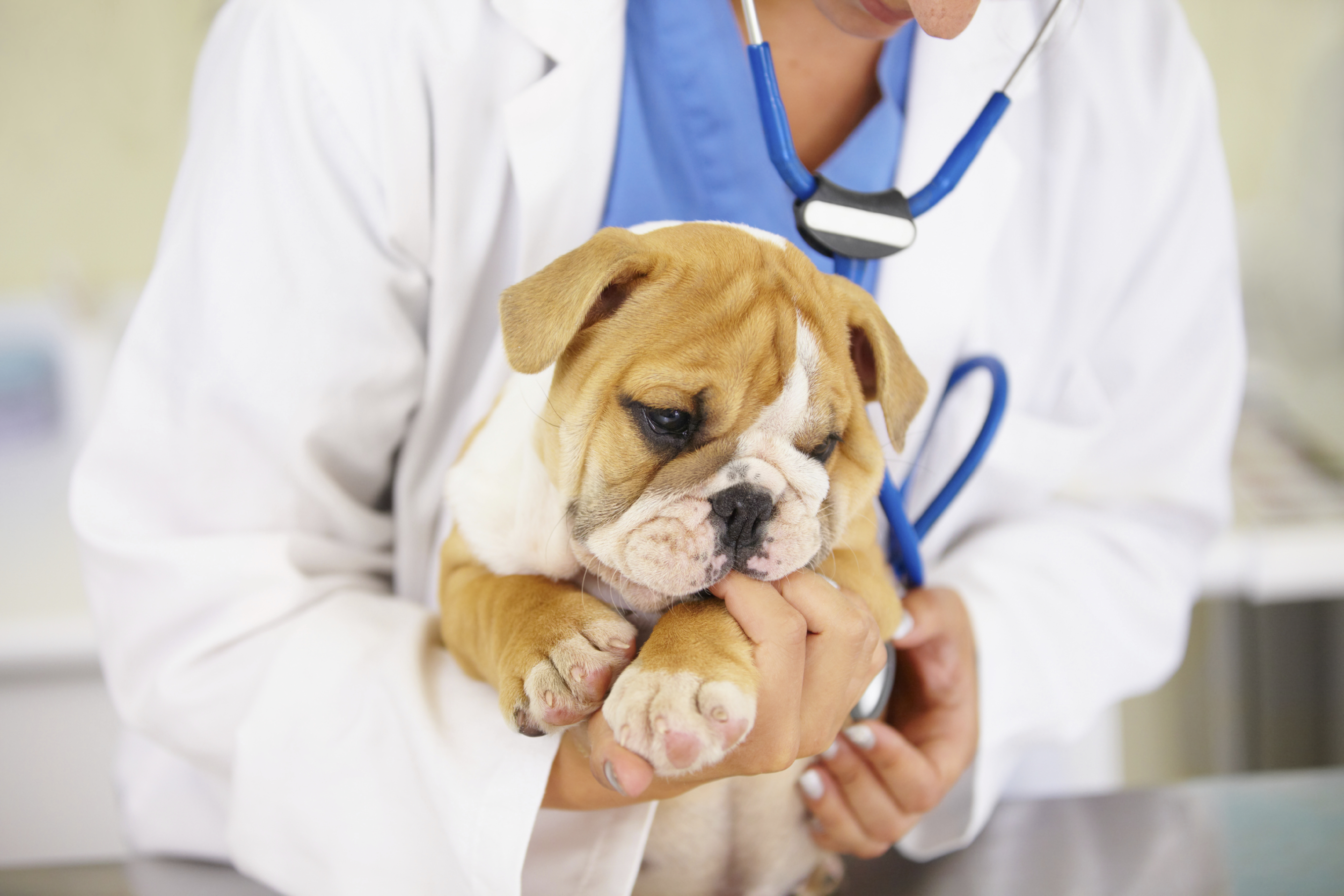 Shot of a vet cradling a bulldog puppy over an examination table