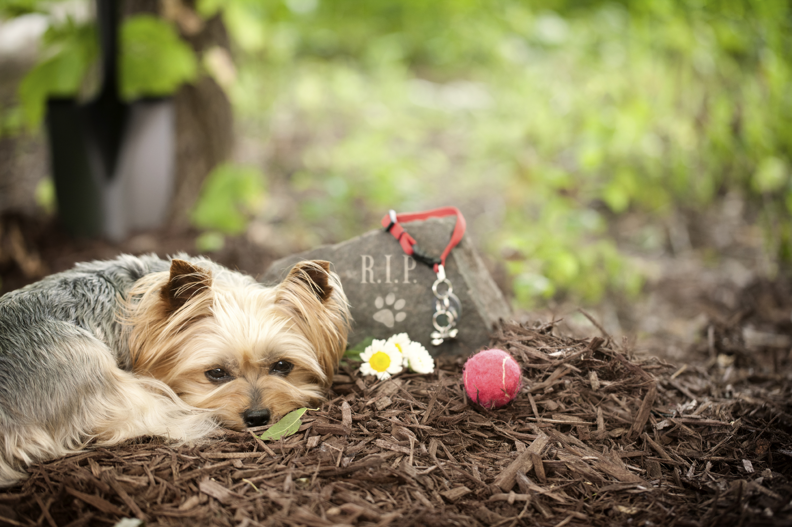 Pet Memorial