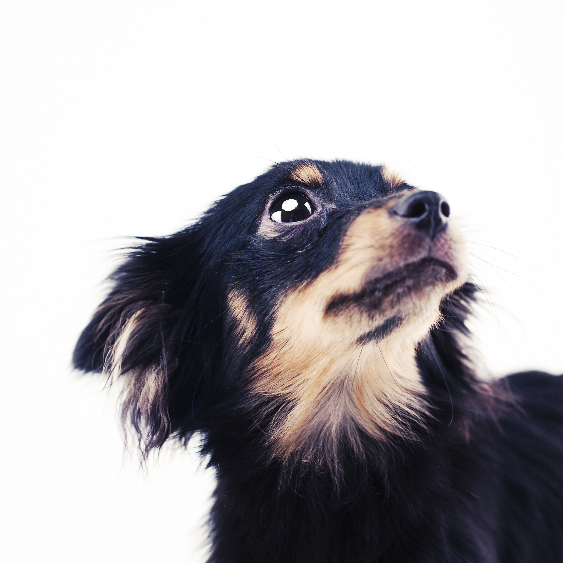 A dog looking up at their human