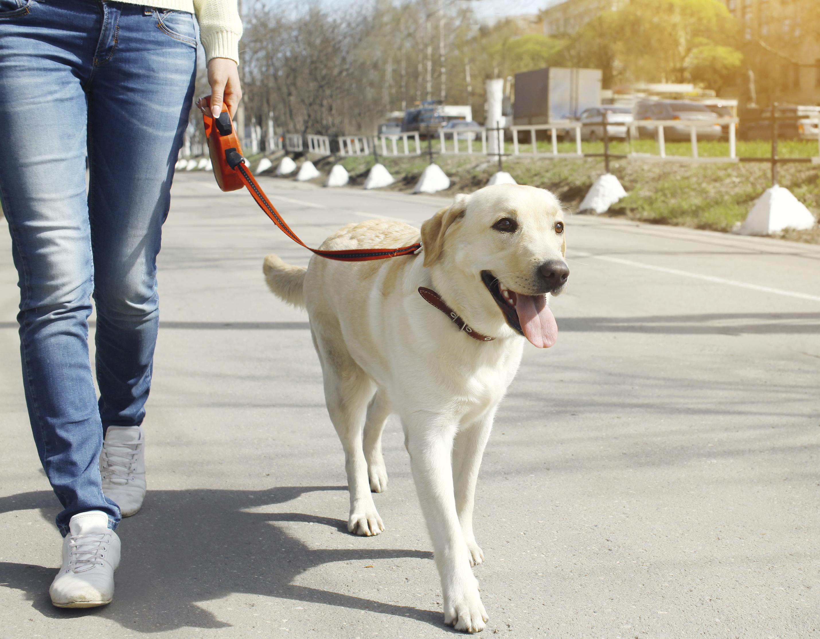 A yellow lab out for a walk with their human