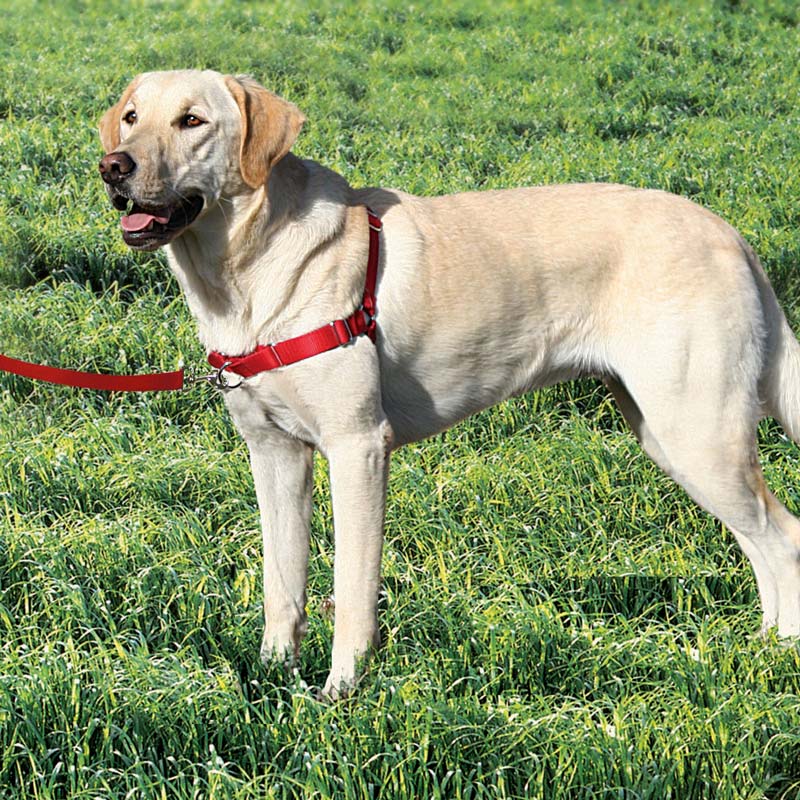 A yellow lab out in the grass with a harness on