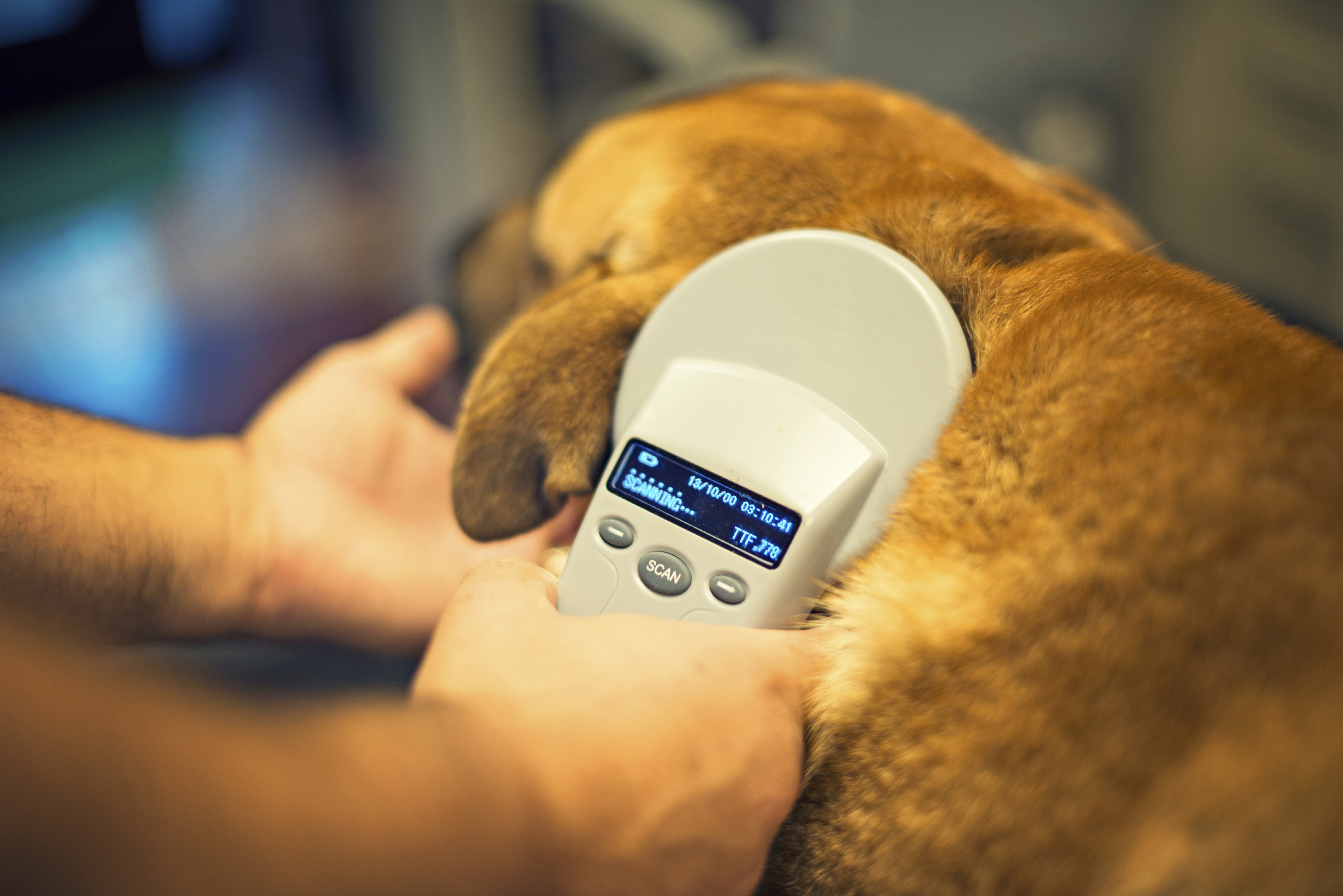 A dog being scanned for microchips