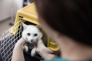 White cat in a cage at vet's office.