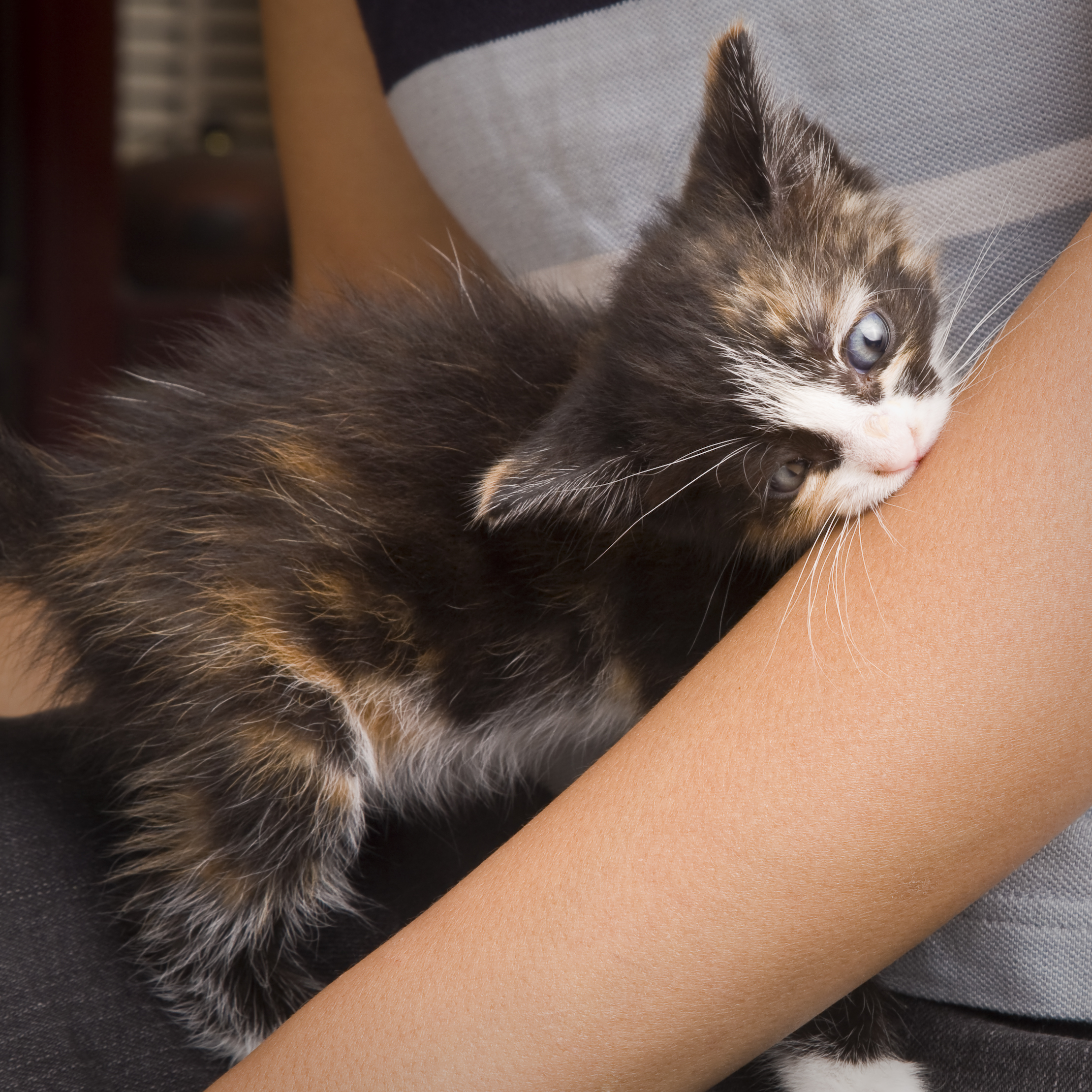 kitten biting arm