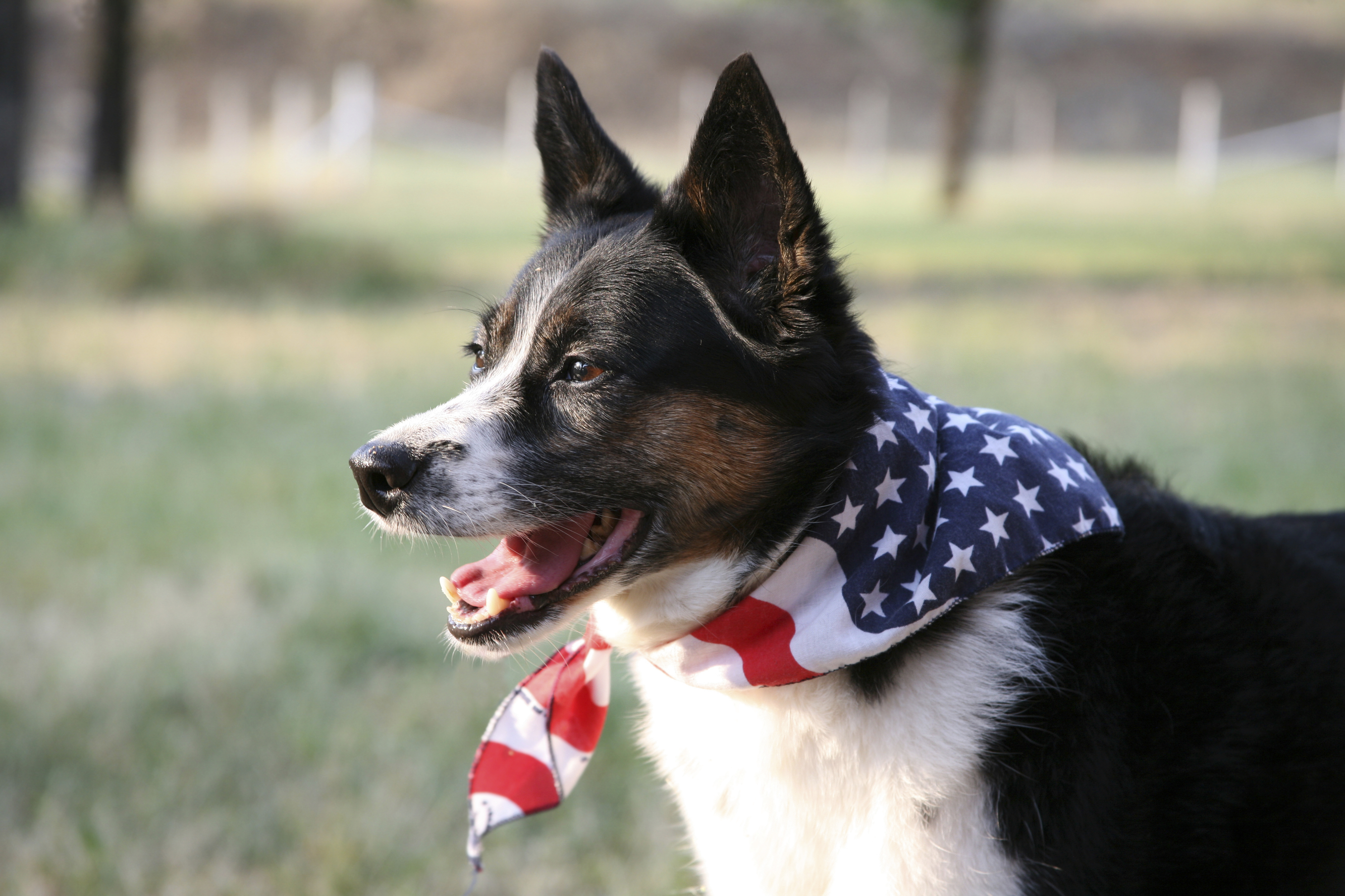 Helping Your Pet Cope With Noise Related Anxiety This Summer