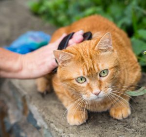 Woman combing a cat.