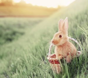 rabbit in basket outdoor