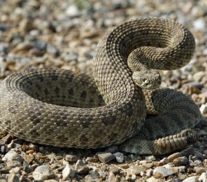 Rattle snake poised