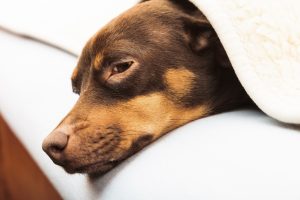 mixed dog sleeping on bed at home