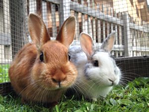 A pair of rabbits in a hutch outside