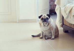 Pug dog