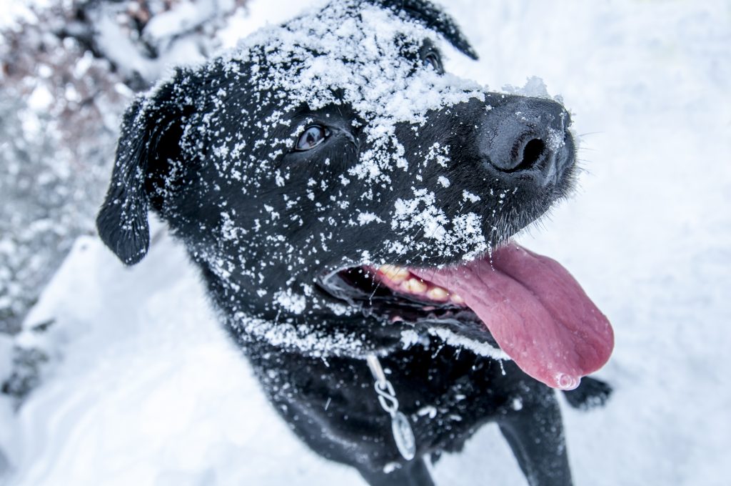 A black lab covered in snow in the winter