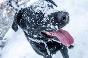 Playing with the snow