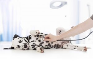 dog examination by veterinary doctor with stethoscope in clinic