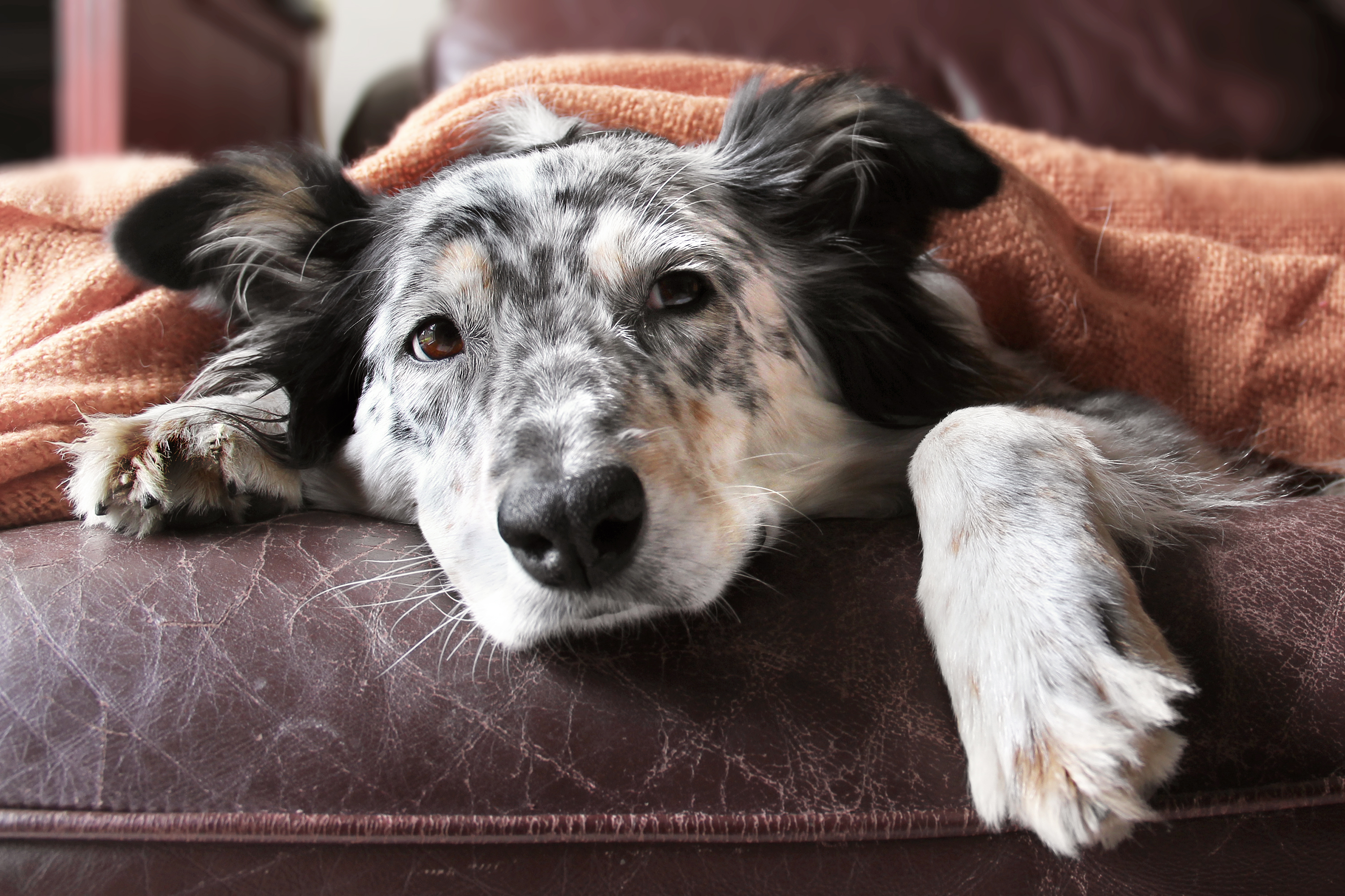 What Diseases Can You Get From Your Dog
