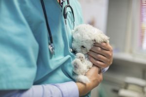 Veterinarian stroking bichon puppy