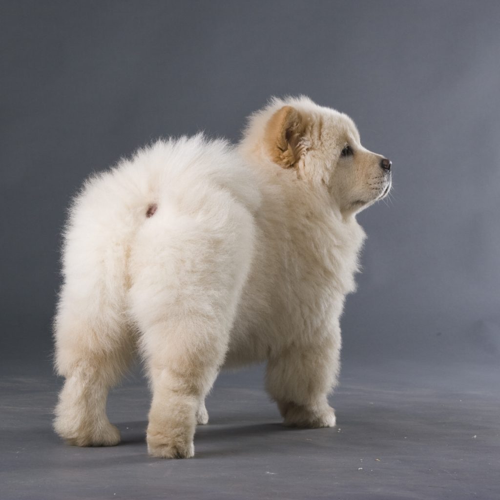 chow-chow puppy