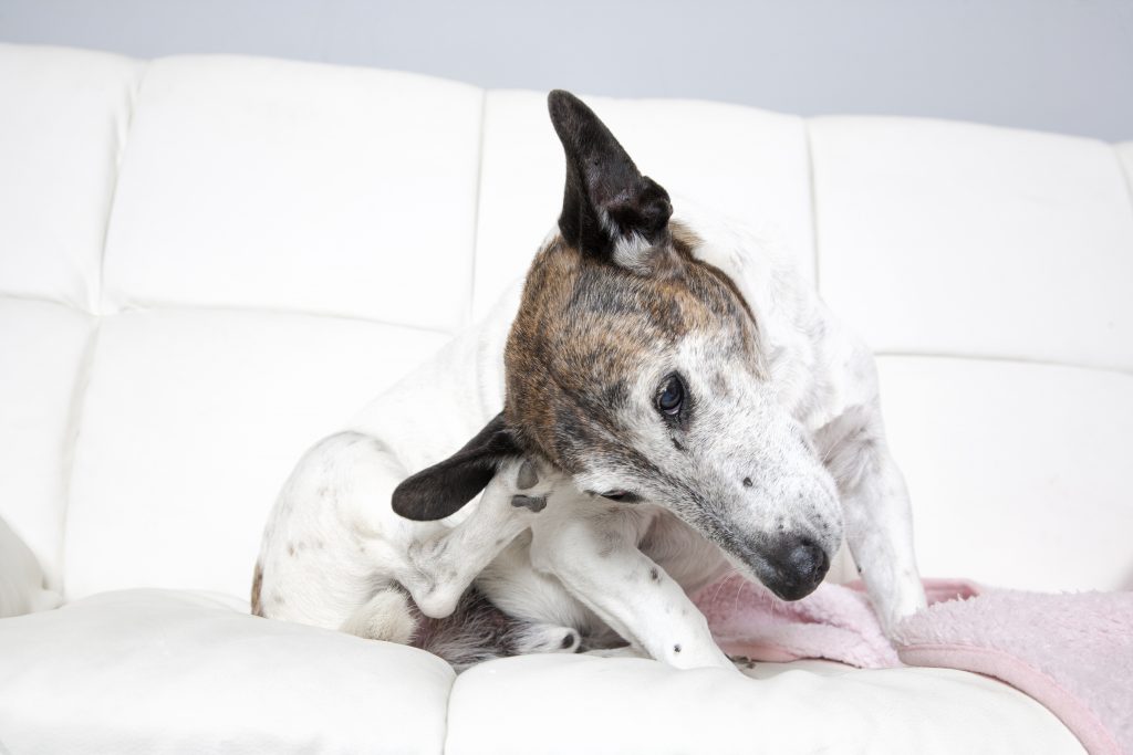 Itchy Ear Dog