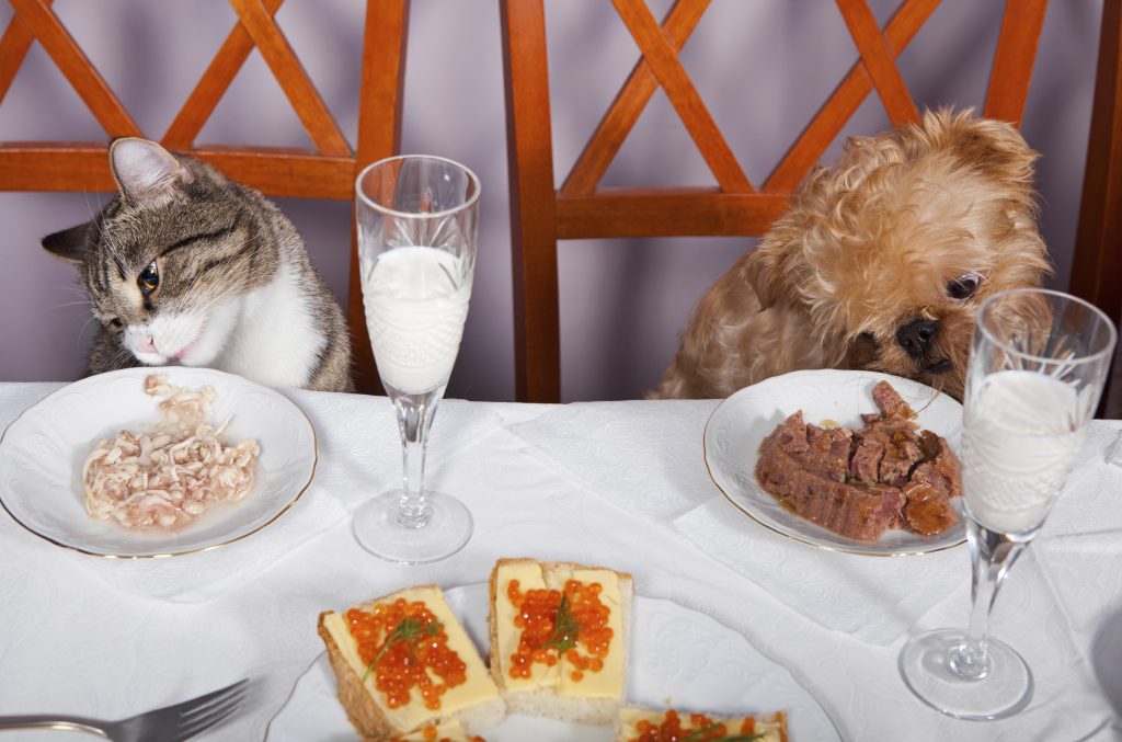 A dog and cat eating at the table