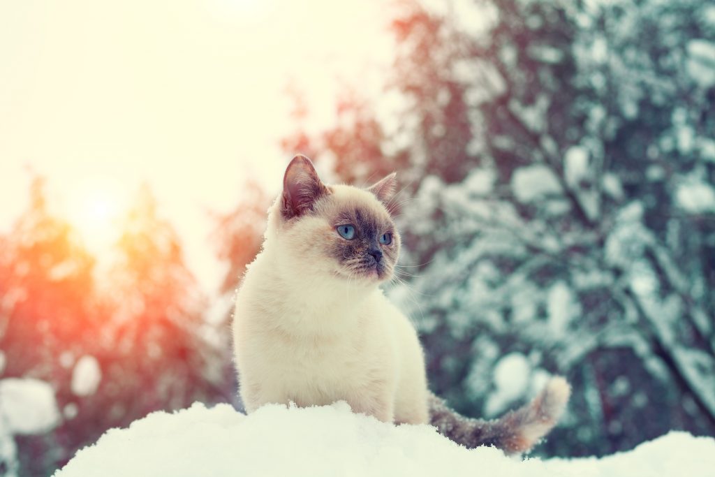 How to Help Animal Shelters and Rescues During the Holidays