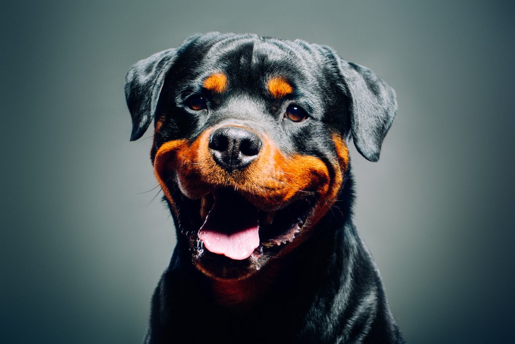 A smiling Rottweiler