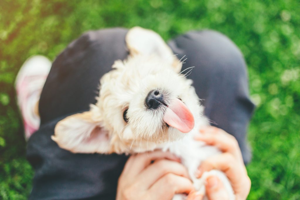 A white pup laying on their human's lap being silly