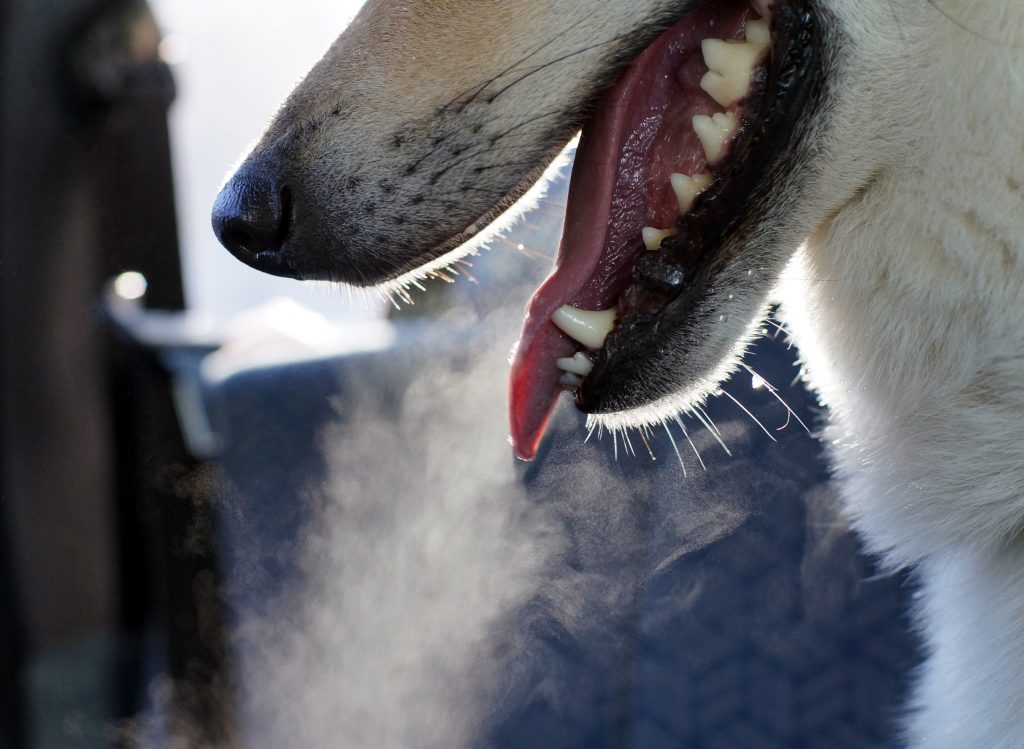 Dog Bad Breath and Dental Disease