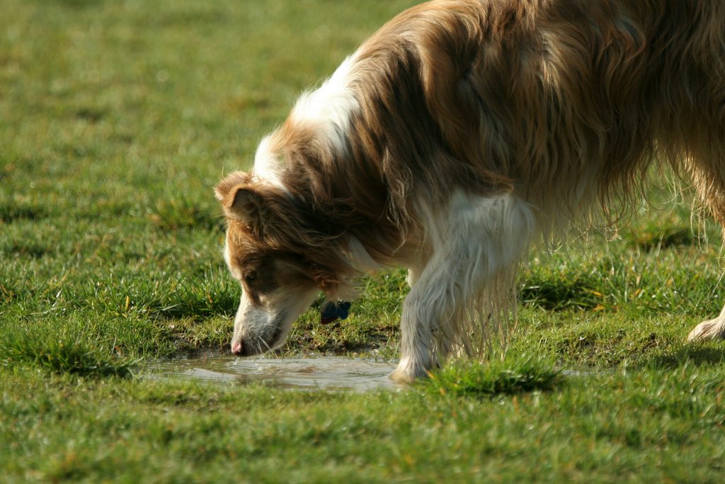 A dog drinking from a puddle in the yard