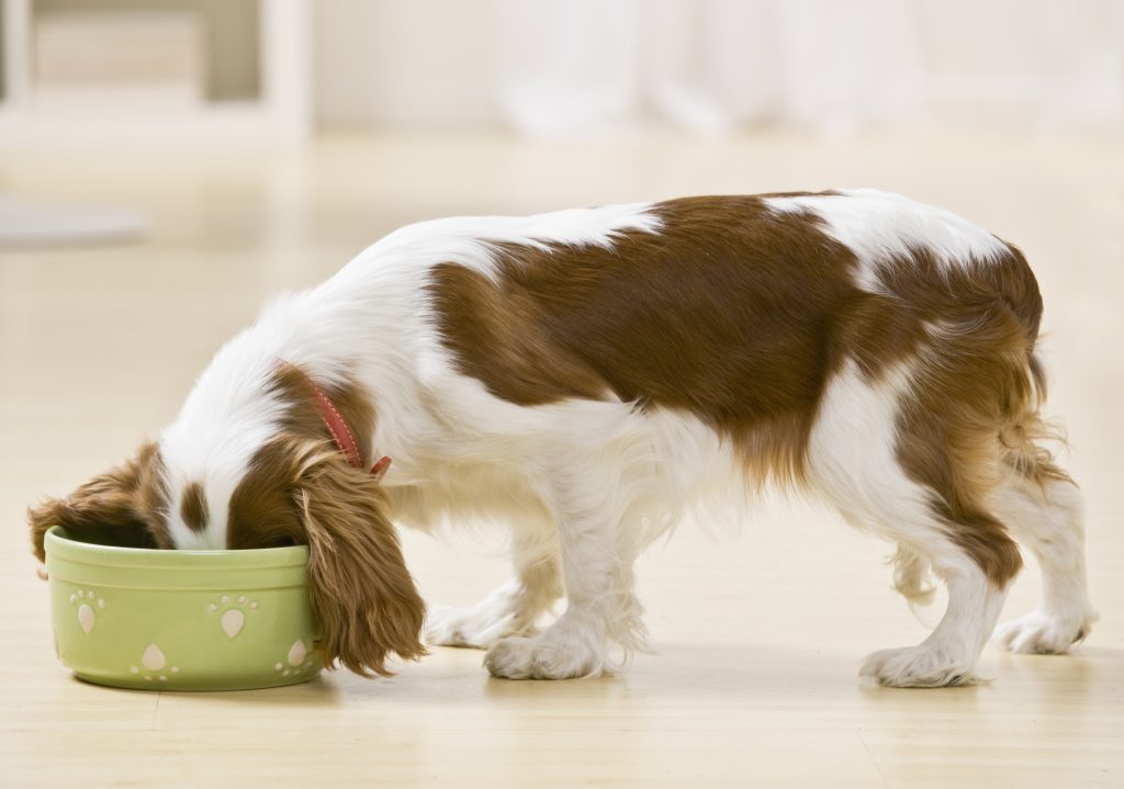 A retriever dog eating from a bowl