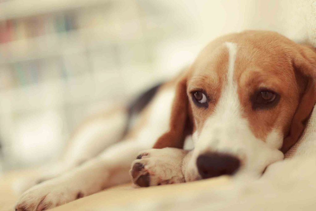 urinary tract infections in pets