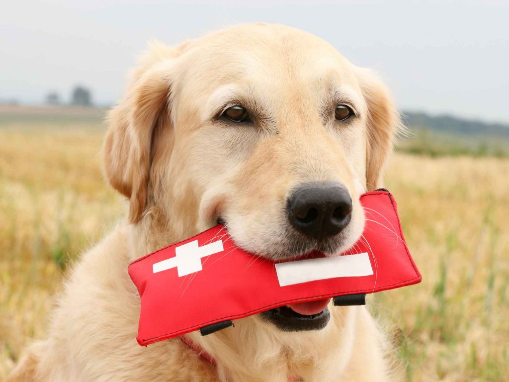 A dog holding a first aid kit