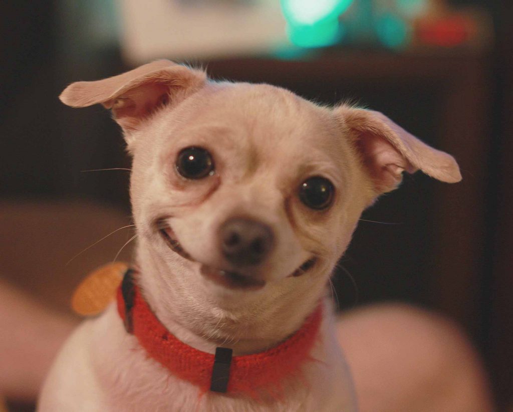 A dog with a silly smile