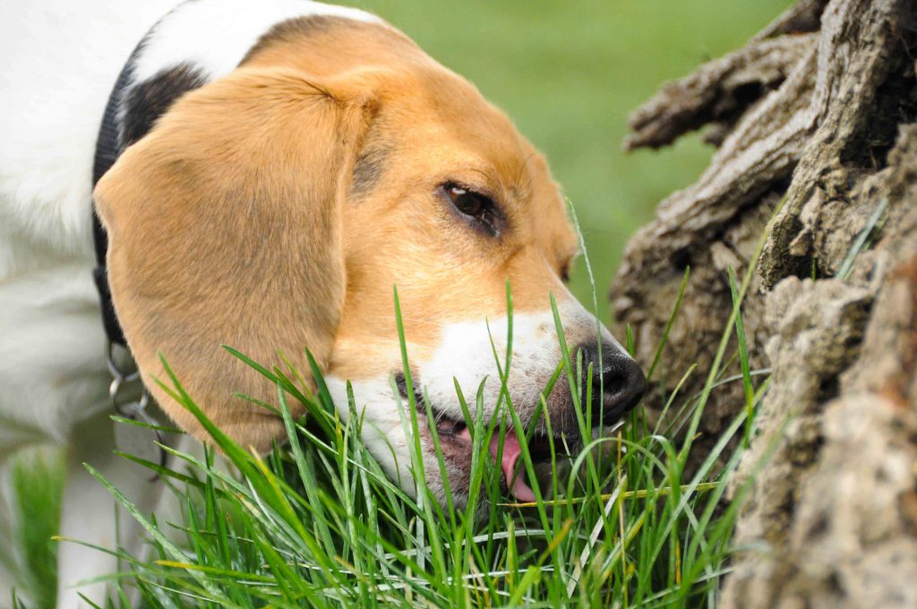 puppy eats poop