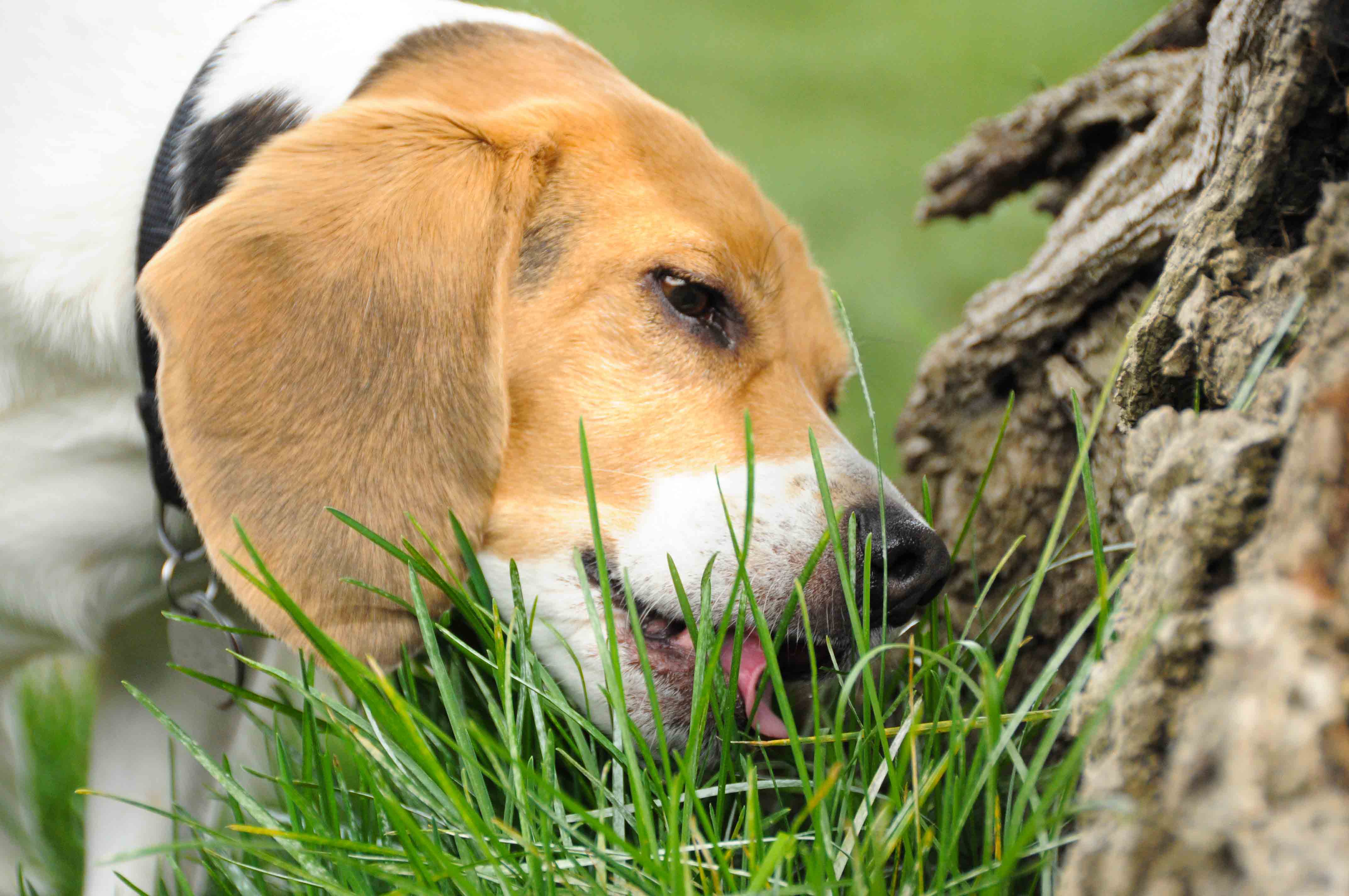 why do dogs sniff for a place to poop
