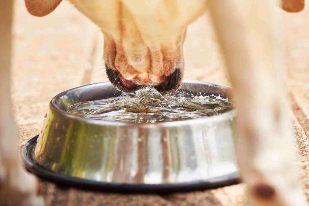 pet dehydration