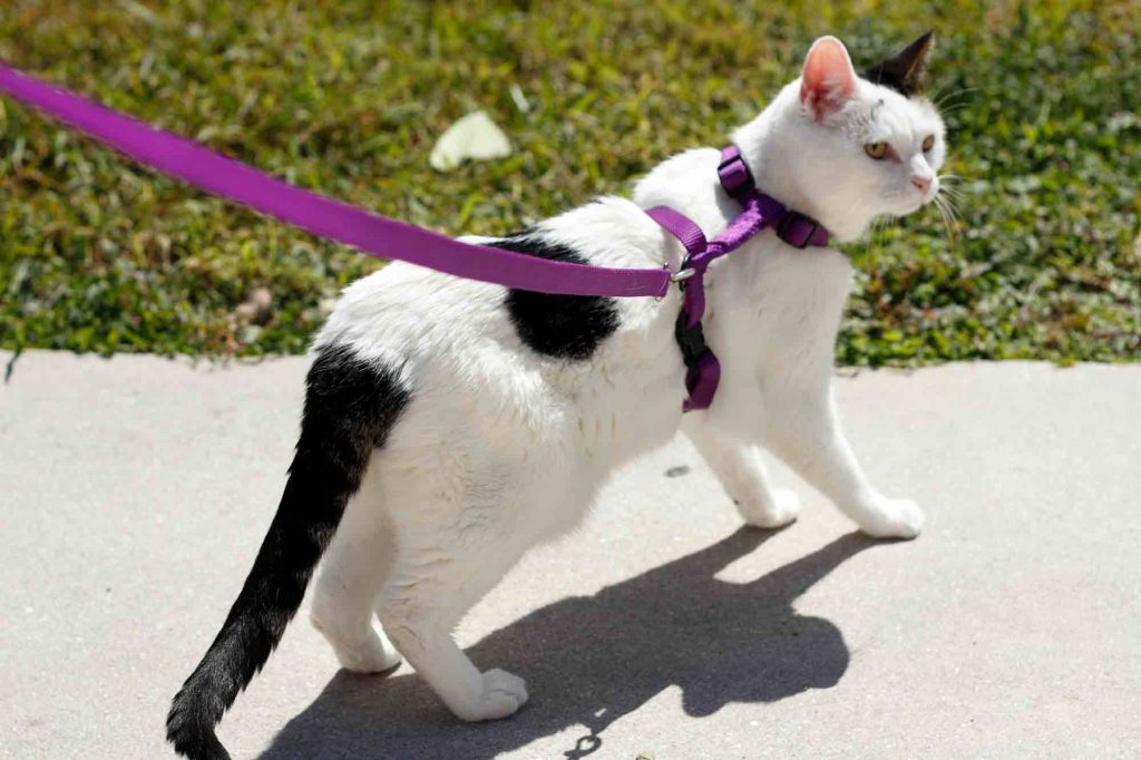 Walking Your Cat on Leash… and Doing it Safely, Learn How To Leash