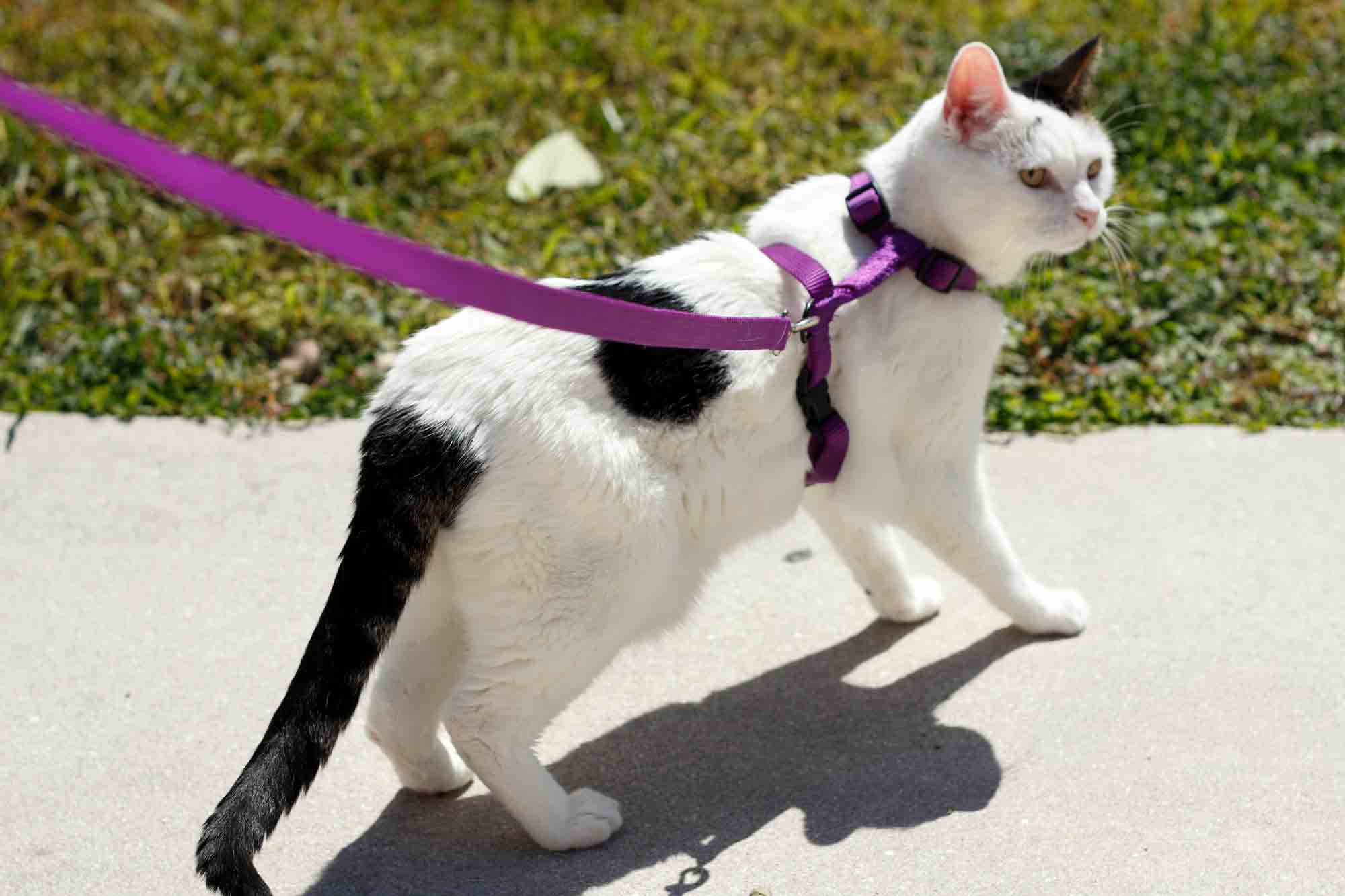 cat harness, walk my cat